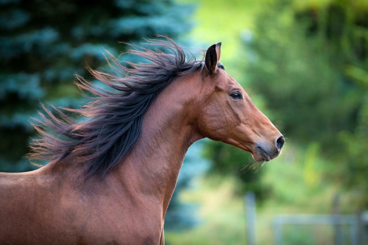 Roaring Brook Ranch Resort بحيرة جورج المظهر الخارجي الصورة