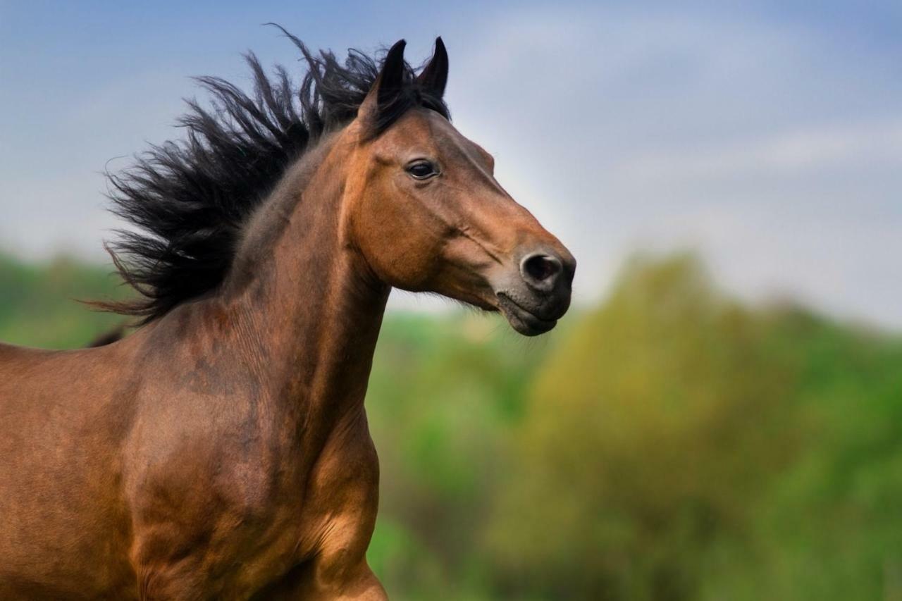 Roaring Brook Ranch Resort بحيرة جورج المظهر الخارجي الصورة